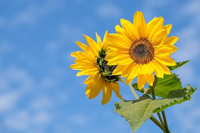 Black Duck Set of 500 Flower Seed Packets! Flower Seeds in Bulk - Best Value Seeds - Great for Classrooms, Beginner Gardeners and Kids! - Deluxe Varieties! (500)