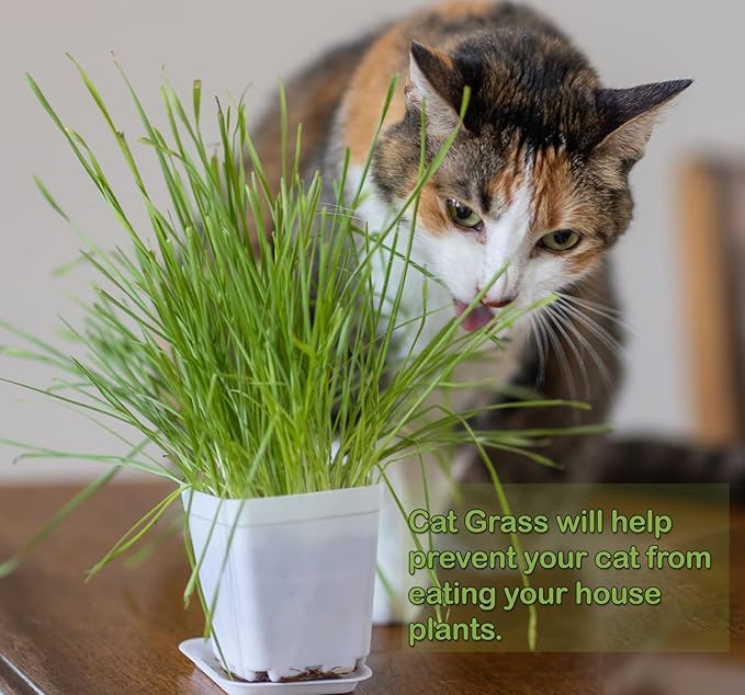 Cat Grass Refill Kit (3)