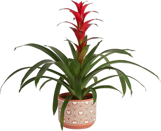 Costa Farms Bromeliad, Flowering Live Indoor Plant in Modern Flower Pot, Houseplant with Flowers in Potting Soil, Grower's Choice, New House Gift, Home or Room Decor, 20-Inches Tall