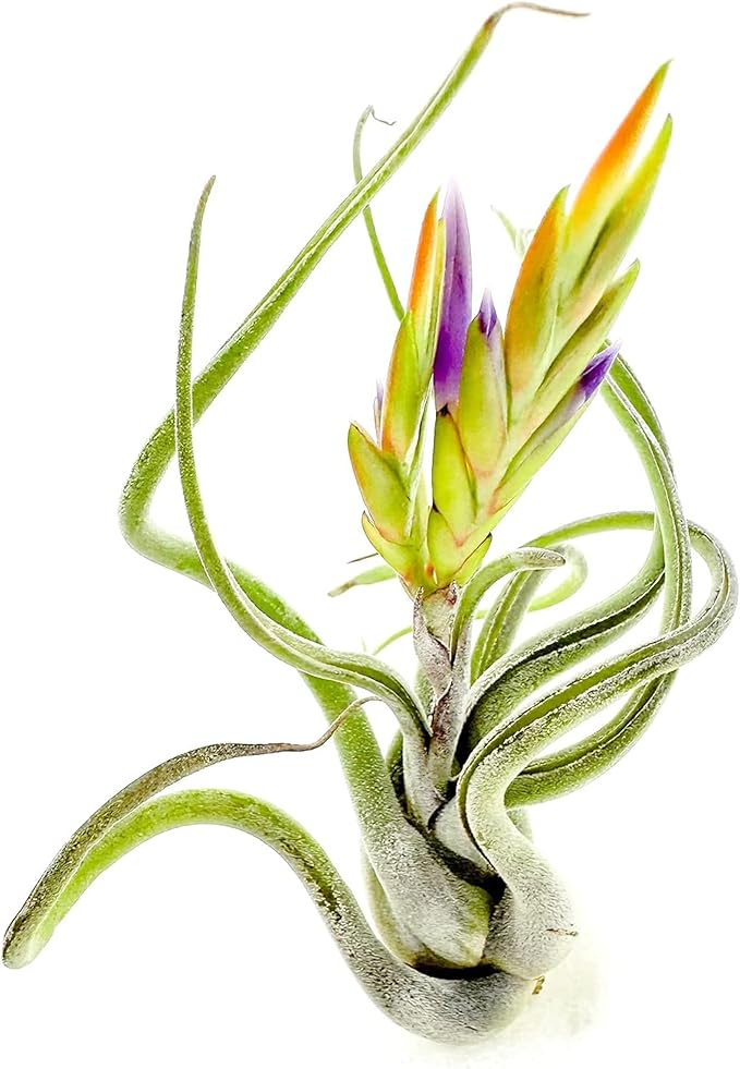 Air Plants - Flowering Tillandsia Caput Medusae, Large 5-7" - 2ct - Live Arrival Guaranteed - House Plants for Home Decor & Gift