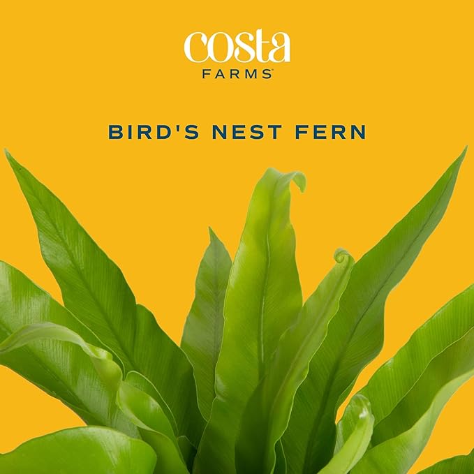 Costa Farms Bird's Nest Fern Plant, Easy Care Live Indoor Houseplant in Modern Decor Planter, Potted in Soil Potting Mix, Outdoor Garden Gift, Beautiful Home Décor, Housewarming Gift, 15-Inches Tall