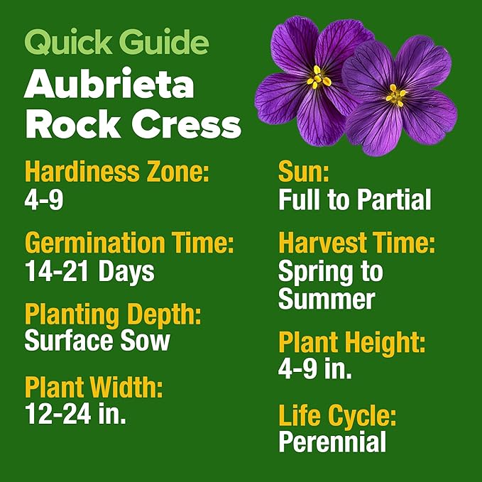 HOME GROWN 𝗨𝗦𝗔 𝗣𝗥𝗘𝗠𝗜𝗨𝗠 Aubrieta Rock Cress Purple, Flowering Ground Cover Seed Pack, Perennial Cress Seeds for Planting Outdoor Lawn Gardens 300 𝗡𝗢𝗡-𝗚𝗠𝗢 Aubrieta deltoidea Flower Seeds