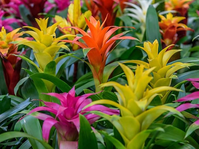 Premium Bromeliad Potting Mix - Nourish Your Bromeliads for Vibrant Growth and Stunning Colors - 1 Quart