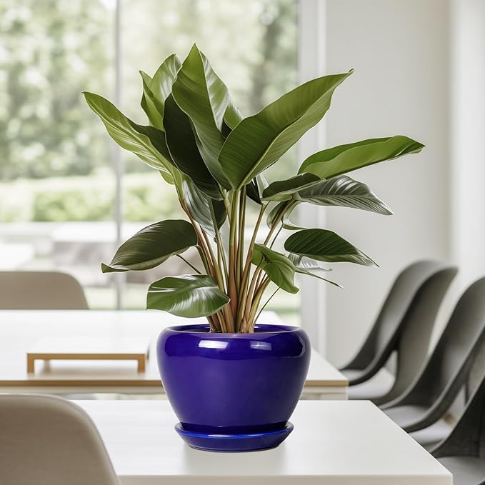 6 Inch Plant Pot - Ceramic Pots for Plants Succulent Pot with Drainage Hole and Saucer Round Planter Outdoor Flower Pot for Herb Snake Plants Blue