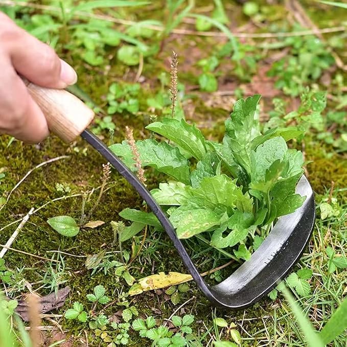 Kana Hoe 217 Japanese Garden Tool - Hand Hoe/Sickle is Perfect for Weeding and Cultivating. The Blade Edge is Very Sharp. (Beijing-022)