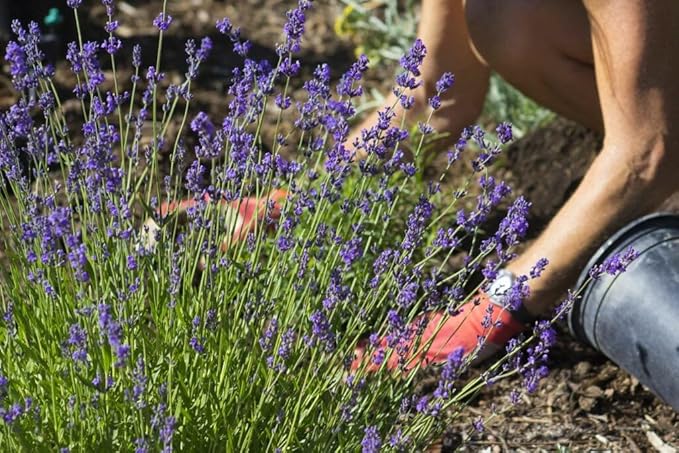 Lavender Soil - Ideal Blend for Thriving and Fragrant Lavender Plants - 3 QUARTS