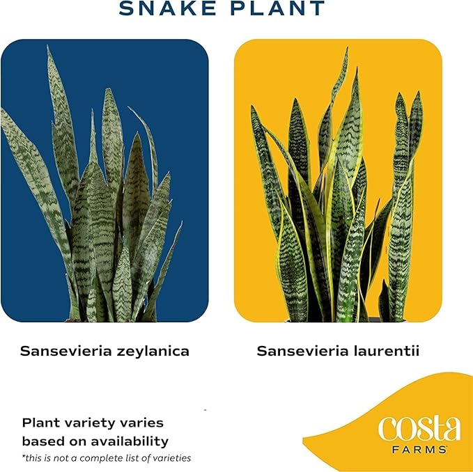 Costa Farms Snake Plant, Live Indoor Sansevieria Plant, Easy to Grow Succulent Houseplant Potted in Indoor Plant Pot, Potting Soil Mix, Home and Room Decor, Fits Shelves, Tabletops, 8-Inches Tall