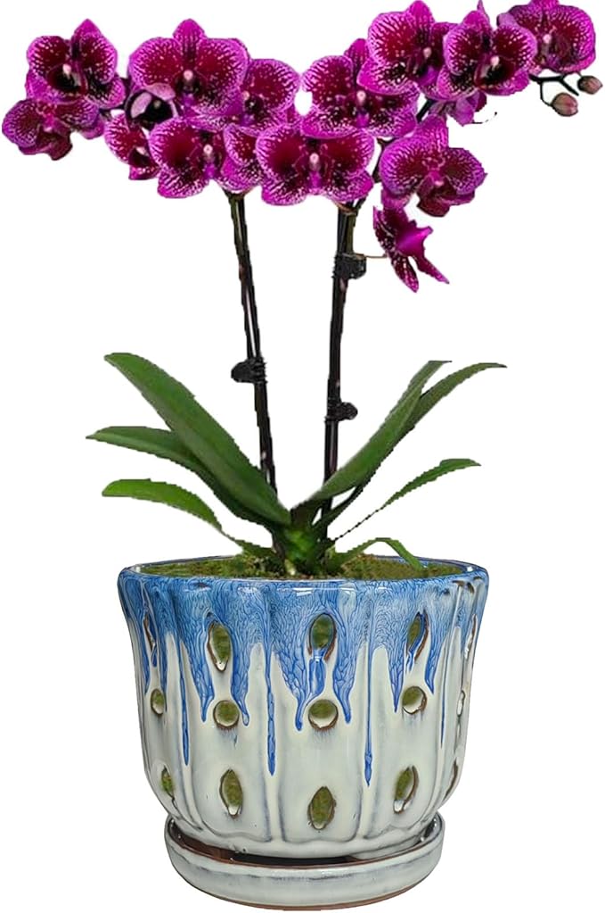 Ceramic Orchid Pot with Drainage Hole 6'' Orchid Planter (Blue Cover White)