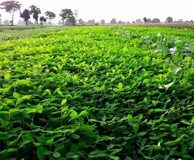 Outsidepride Annual Berseem Clover Seeds for Lawn - 50 lbs. High-Yield, Fast-Growing Clover Cover Crop Seeds for Food Plots, Cattle Forage & Nitrogen-Rich – Ideal for Pastures & Soil Improvement