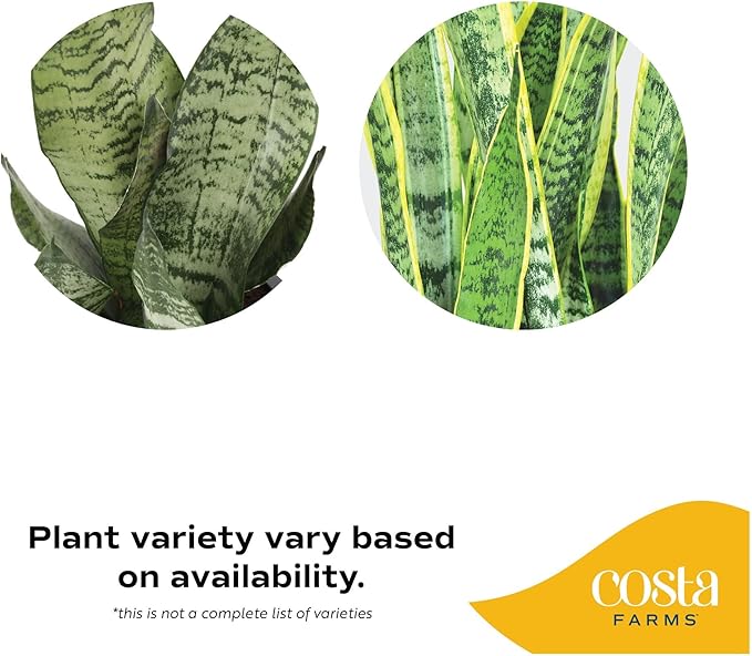 Costa Farms Live Indoor Snake Plant, Easy to Grow Mother in Laws Tongue, Sansevieria Houseplant, in Flower Pot Planter for Room and Home Décor, Housewarming, 8-Inches Tall
