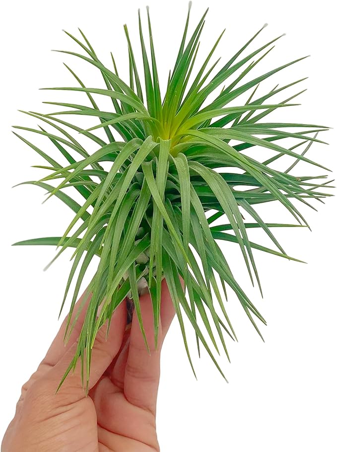 Air Plants - Flowering Tillandsia Pink Paske Large 5" - 5ct - Live Arrival Guaranteed - House Plants for Home Decor & Gift