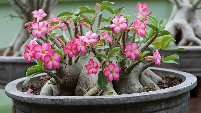 Premium Desert Rose Potting Soil - Optimal Blend for Thriving Adenium Plants - 1 Quart