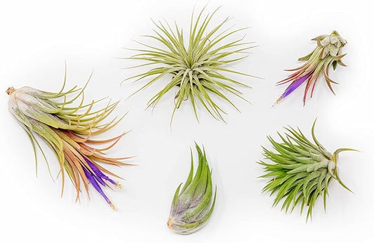 30 Pack Air Plants Assorted Tillandsia Ionantha - Live Succulent House Plants - Available in Wholesale and Bulk - Home and Garden Decor - Easy Care Indoor and Outdoor Plants