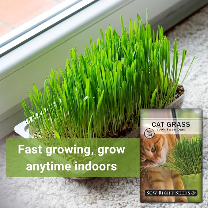 Sow Right Seeds - Cat Grass Seeds for Planting - 100% Sweet Oats - Non-GMO Heirloom Healthy Greens for Cats and Dogs - Easy to Grow - Safe & Natural Indoor Use - Ideal for Pet Lovers