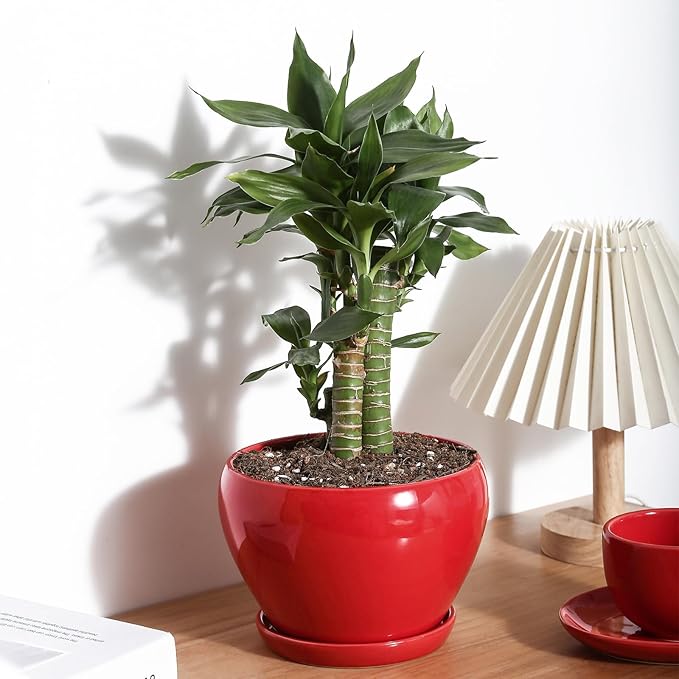 vicrays Ceramic Plant Pots Indoor - 6.5 Inch Planter Pot with Drainage Hole and Saucer for Succulent Orchid Flower Herbs Cactus - Ideal for Gardening Home Desktop Office Decor - Red