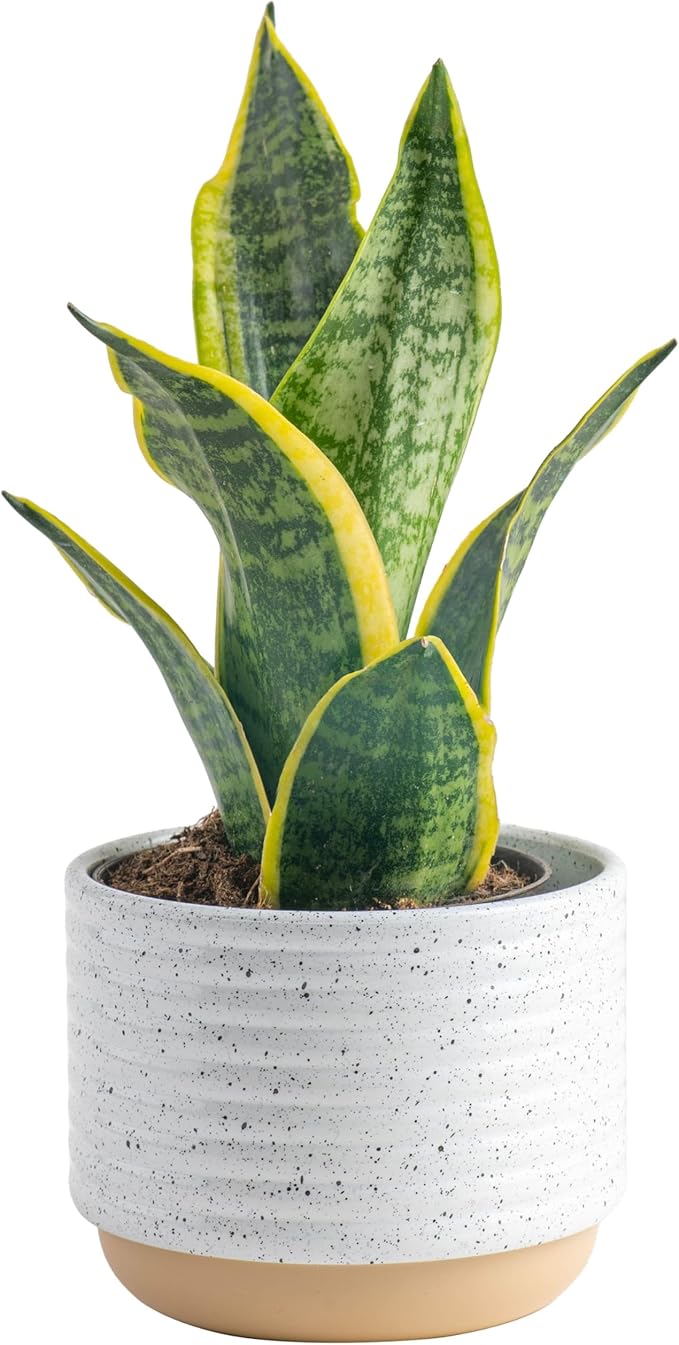 Costa Farms Snake Plant, Easy Care Live Indoor Plant in Décor Planter, Beautiful Clean Air Purifying Houseplant, Boho Home and Room Décor, Housewarming Gift, 8-Inches Tall