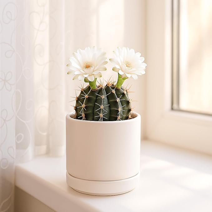 D'vine Dev 3.5 Inch Ceramic Planter Pot with Drainage Hole and Saucer, Indoor Cylinder Round Planter Pot, Oatmeal, 94-O-A-8