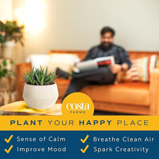 Costa Farms Haworthia Succulent, Easy to Grow Live Plant in Indoor Houseplant Pot, Potting Soil, 4-Inches Tall| Valentines Day Gift | Valentines Day Decoration