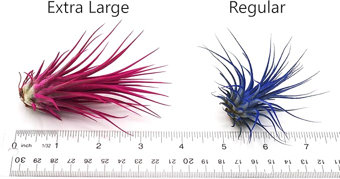 Dyed Tillandsia Ionantha Guatemala Enhanced Colored Colorful Air Plant Live Easy Care Indoor Outdoor Home Decor Gift Airplant by Awesome Industries Live Arrival Guaranteed (Teal)