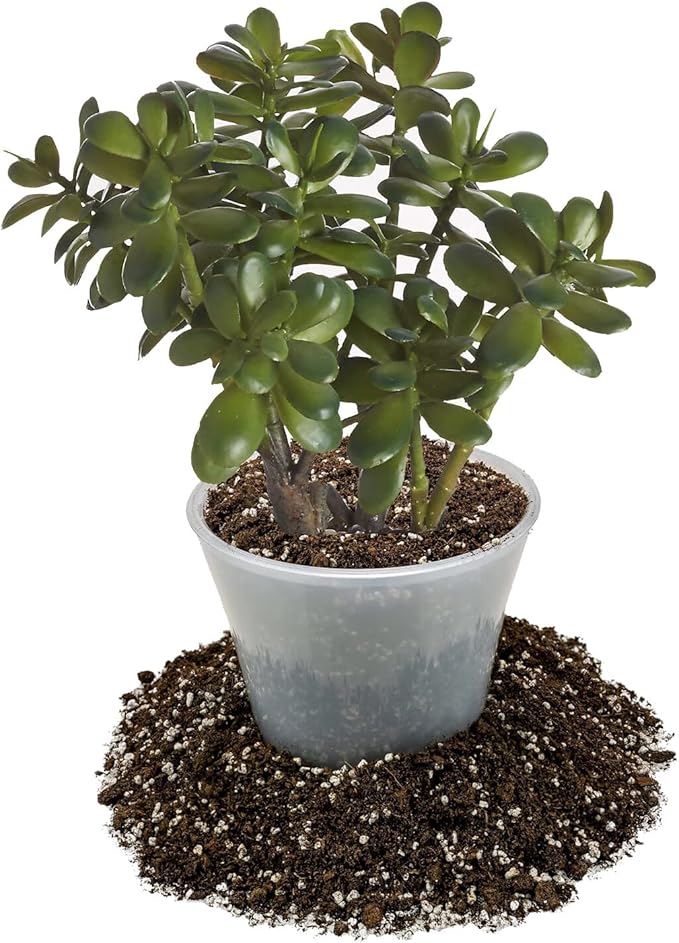 Premium Jade Plant Potting Soil Mix - (2 Quart Bag)