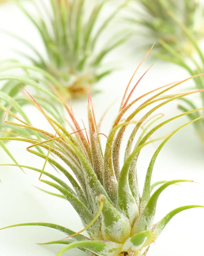 Shop Succulents Ionantha Tillandsia Air Plants, Assorted Mini Live Indoor Plants for Home Decor & Gifts, Low Maintenance, Natural Air Purifier, Hanging Plants, Favors, Terrarium Plants, Pack of 100