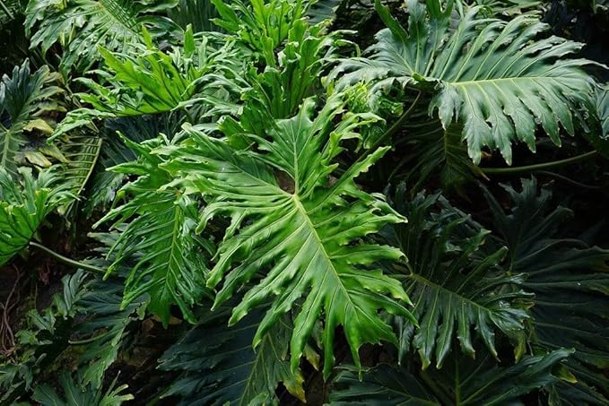 Split Leaf Philodendron Planting Mix - Promotes Steady Growth and Vibrant Foliage - 10 Quart (2 Bags of 5 Quart)