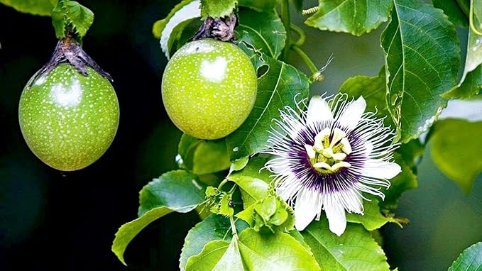 Premium Passion Fruit Potting Soil Mix - Perfect Balance of Nutrients, Drainage, and Aeration for Thriving Passion Fruit Vines - 10 Quart