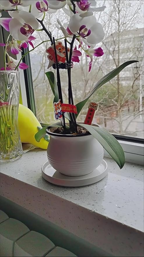 2 Pack Ceramic Plant Saucer Pot Tray 8 Inch, Planter Saucers 4 5 6 7 8 9 10 11 12 Inch for Indoors Outdoor, Durable Sturdy Flower Drainage Tray for Glazed Pots Base (8.5 Inch White)