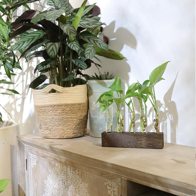 KAXYEW Desktop Glass Plant Propagation Station Test Tube Plant Terrarium in Wooden Stand for Hydroponic Plants Cutting Office Home Decoration Gift for Women (5 Test Tubes-BR)