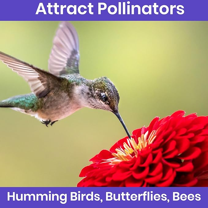 NatureZ Edge Zinnia Seeds for 2025 Planting Outdoors, Over 650 Flower Seeds, 5g, Non GMO Made in USA, Bulk Semillas De Flores para Sembrar, Variety Mix, Easy to Grow Zinnia Seed Mix