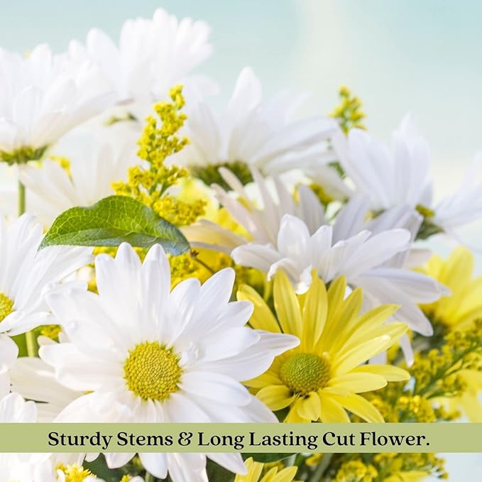 Clovers Garden Coreopsis Moonbeam (Tickseed) Plants – Two (2) Live Plants – Non-GMO - Not Seeds - Each 4" to 8" Tall – in 4" Inch Pots – Hardy Flowering Perennial, Pollinator Favorite