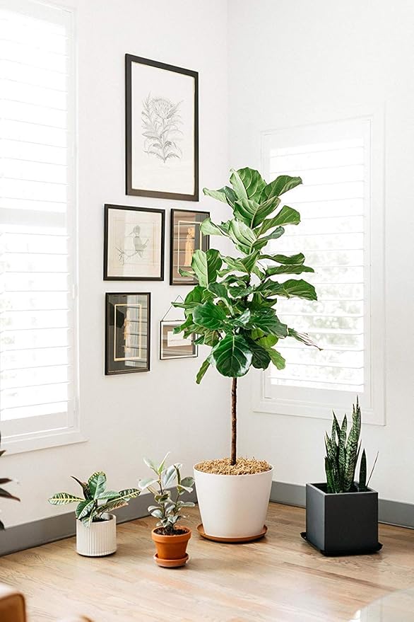 Curtis Wagner Plastics Hanging Basket Drip Pans (5-Pack) | Clear, Round (Diameter = 7.37" Base, 10" Top, 3.7" Depth) Hanging Plant Tray Saucer with Built-in Hooks & Water Catcher for Indoor & Outdoor