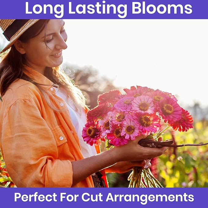 NatureZ Edge Zinnia Seeds for Planting Outdoors – California Giants Flower Seeds, Bulk Semillas de Flores para Sembrar, 1 Oz