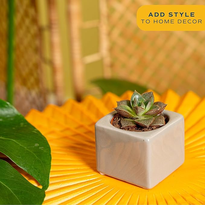 Costa Farms Mini Succulents (3-Pack), Assorted Live Indoor Succulent Plants in Cute Decor Planters, Grower's Choice Easy Care Houseplants, Tabletop, Office, Desk, or Room Decor, 2-Inches Tall, ceramic