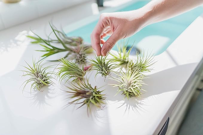 50 Pack Air Plants Assorted Tillandsia Ionantha - Live Succulent House Plants - Available in Wholesale and Bulk - Home and Garden Decor - Easy Care Indoor and Outdoor Plants