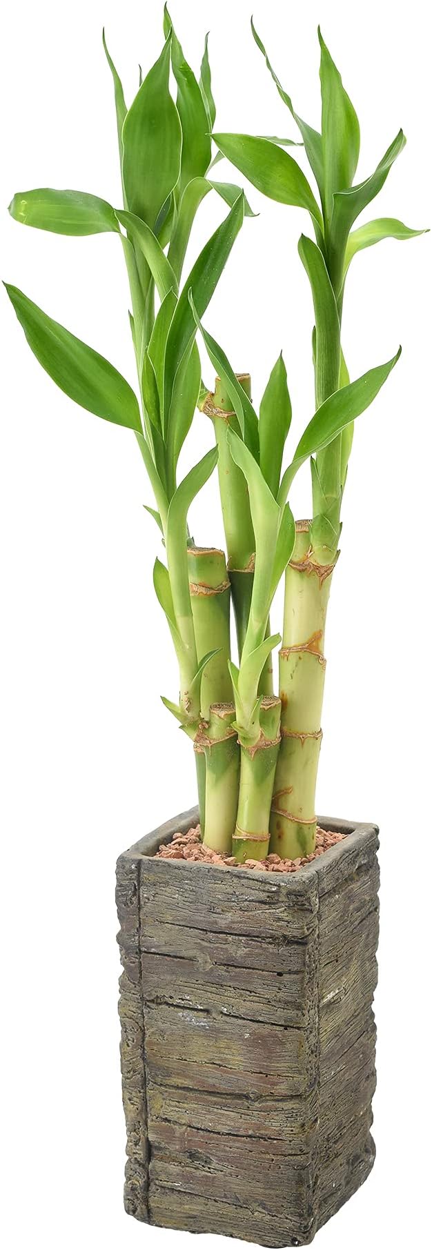 Arcadia Garden Products LV25 5-Stem Lucky Bamboo, Live Indoor Plant in Aged Wood Planter for Home, Work, or Gift, Dark ***Cannot Ship to Hawaii**