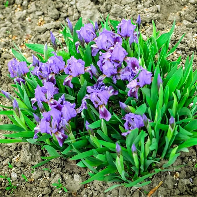 Wild Iris (Iris missouriensis) Seeds | 400+ Non-GMO Wildflower Seeds for Pollinators, Perennial Flowers for Meadows, Gardens