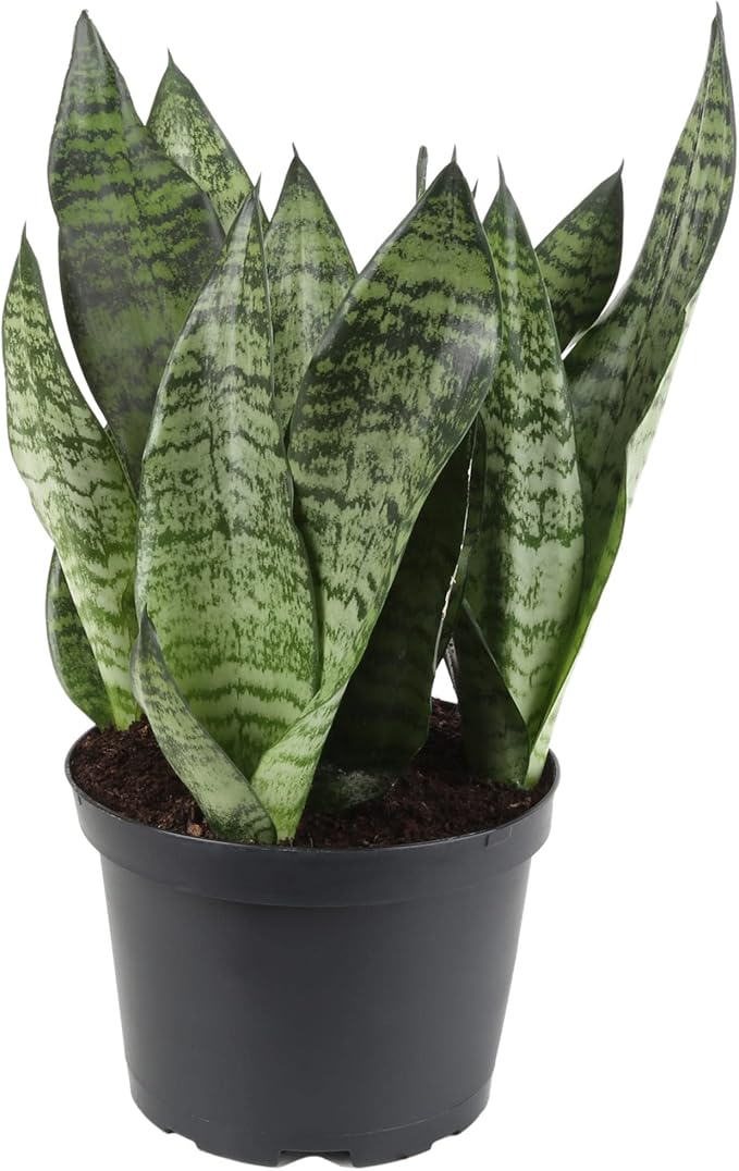 Premium Snake Plant Potting Soil Mix, Green Sansevieria Trifascatia Zeylanica Plants, Plant or Re-Pot Your Snake Plant - (4 Quart Bag)