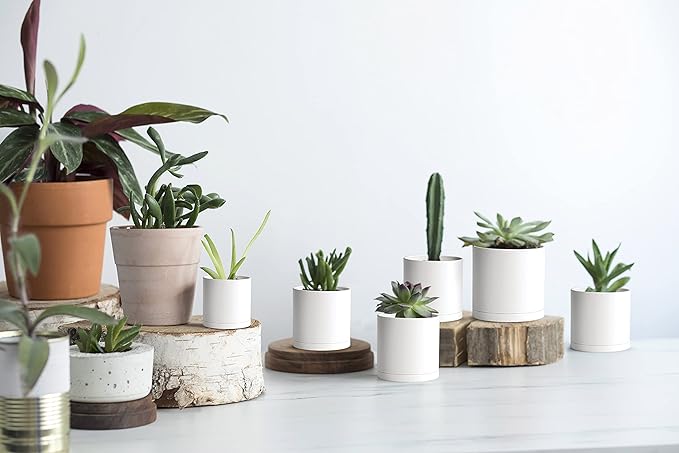 D'vine Dev 12 Pack 3 Inch Mini Plastic Plant Pots, Small Garden Planters for Plant with Drainage Holes and Saucers, White Color, 74-Z-C-4