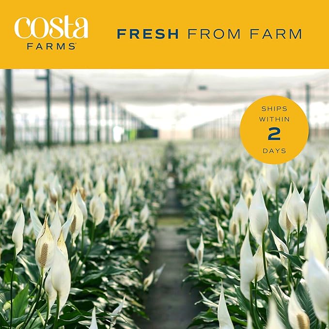 Costa Farms Spathiphyllum Peace Lily Live Indoor Plant, 3-Foot