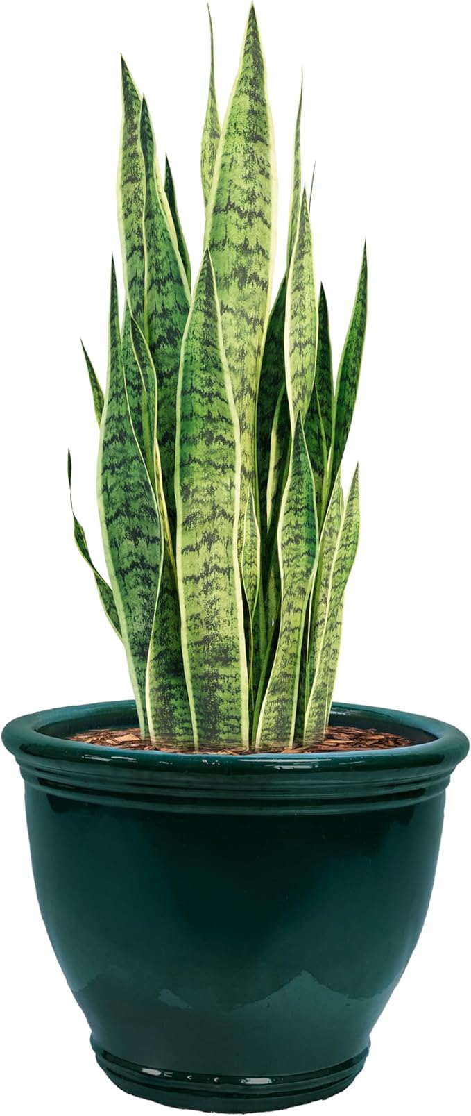 Sunnydaze Studio Large Ceramic Plant Pot - Round Outdoor Glazed Ceramic Planter Pot with Drainage - Dark Green - 18.5 in