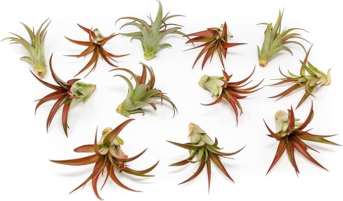 12 Pack Air Plants Red Abdita Tillandsia - Medium Air Plants Live Variety Pack - Live Succulent House Plant - Home Holders and Garden Decor - Easy Care Indoor and Outdoor Plants