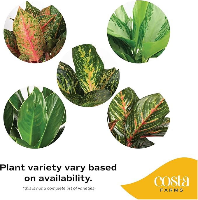 Costa Farms Chinese Evergreen, Aglaonema Easy To Grow Live Indoor Plant in Premium Décor Planter Pot, Houseplant in Potting Soil Mix, Housewarming, Unique Home Décor or Room Decor, 2-3 Feet Tall
