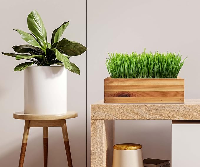 Cat Grass for Indoor Cats Kit – Organic & Handcrafted Cedar Planter with Fast-Growing Wheatgrass for Cats, Hairball Remedy with Pet-Friendly Planter (Natural)
