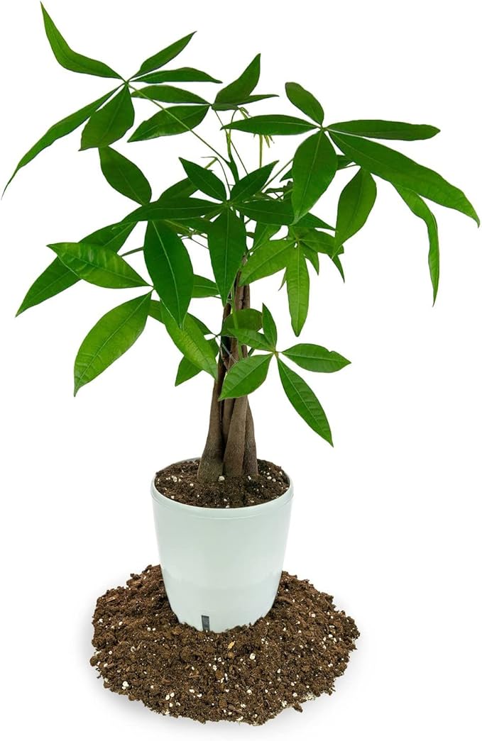 Money Tree Potting Soil, Soil Mix for Planting or Repotting Guiana Chestnut, Soil Blended to Properly Grow Money Tree Plants - (4 Quart Bag)