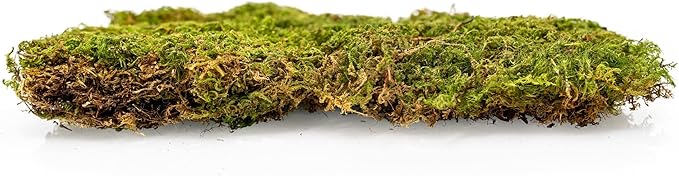 Preserved Sheet Moss in Natural Green | Decorative Real Natural Green DIY Kit Terrariums Gardenning Art Wall Decor Florist Decor Easter Table Decor Wedding - 3 Quart