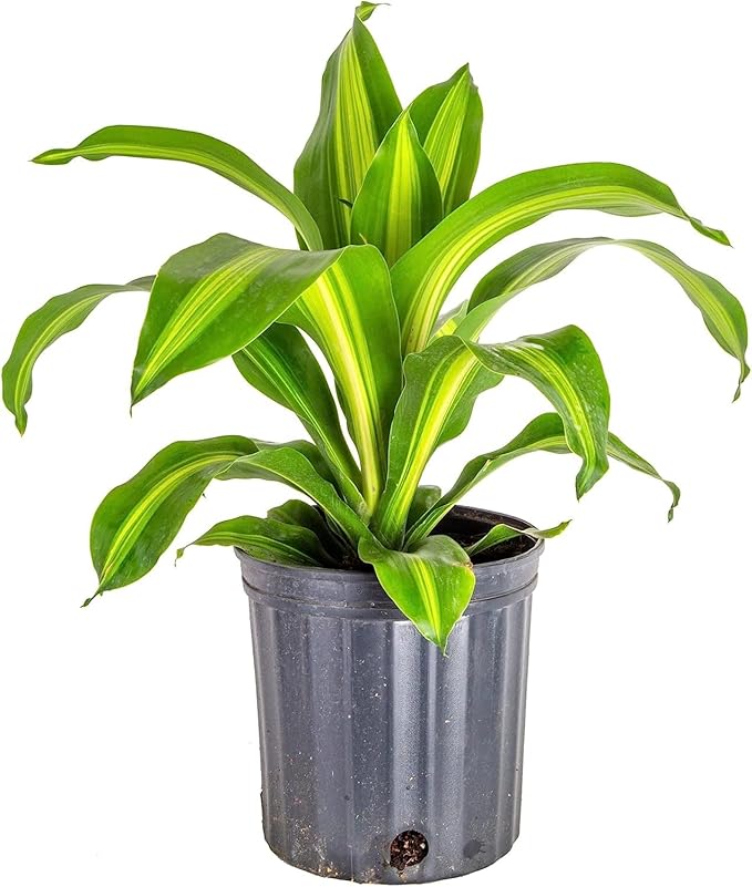 Premium Dracaena Potting Soil Mix - (10 Quart Bag)