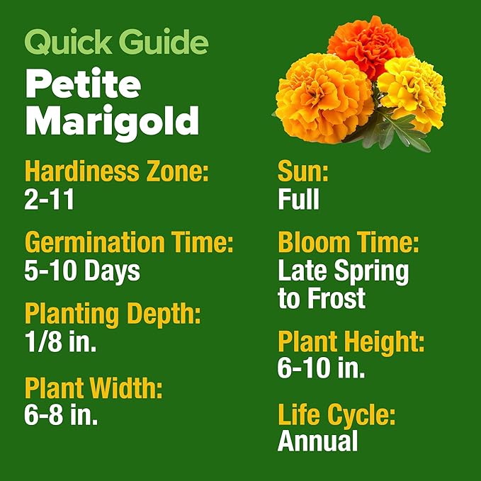 HOME GROWN 𝗨𝗦𝗔 𝗣𝗥𝗘𝗠𝗜𝗨𝗠 Petite French Marigold Seeds 329+ Flower Seeds for Planting Outdoors Easy to Grow Companion Plant & Quick Blooming Pollinator Heirloom Wildflower Seed (Tagetes patula)