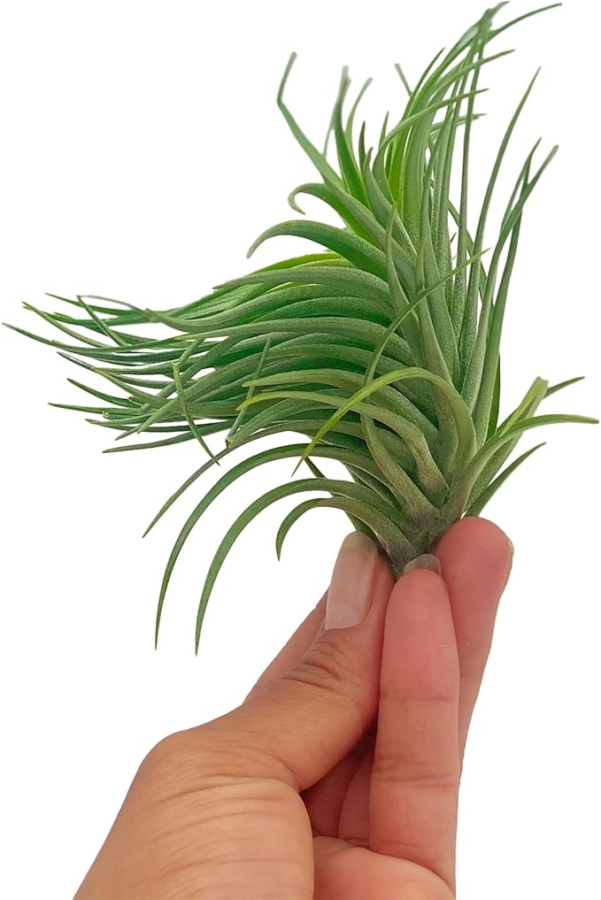 Air Plants - Flowering Tillandsia Pink Paske Large 5" - 5ct - Live Arrival Guaranteed - House Plants for Home Decor & Gift