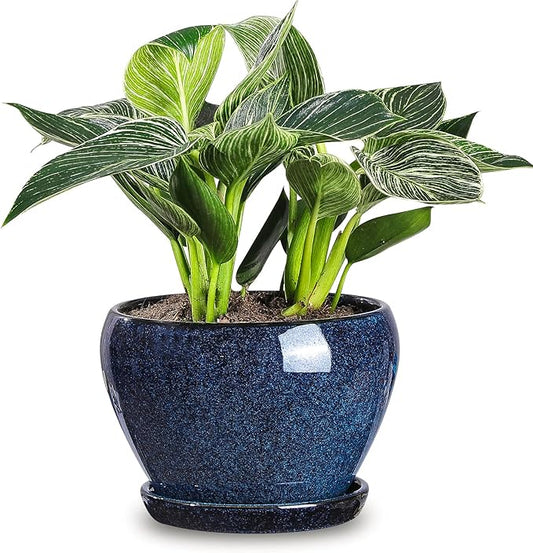 vicrays Ceramic Plant Pots Indoor - 6.5 Inch Planter Pot with Drainage Hole and Saucer for Succulent Orchid Flower Herbs Cactus - Ideal for Gardening Home Desktop Office Decor - Blue